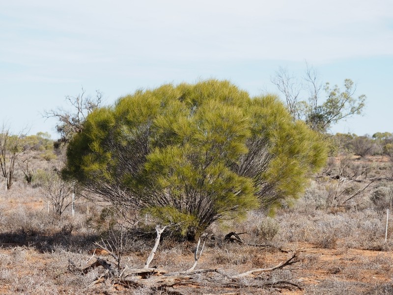 Acacia burkittii photo 4