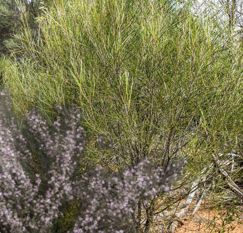 Acacia burkittii photo 5