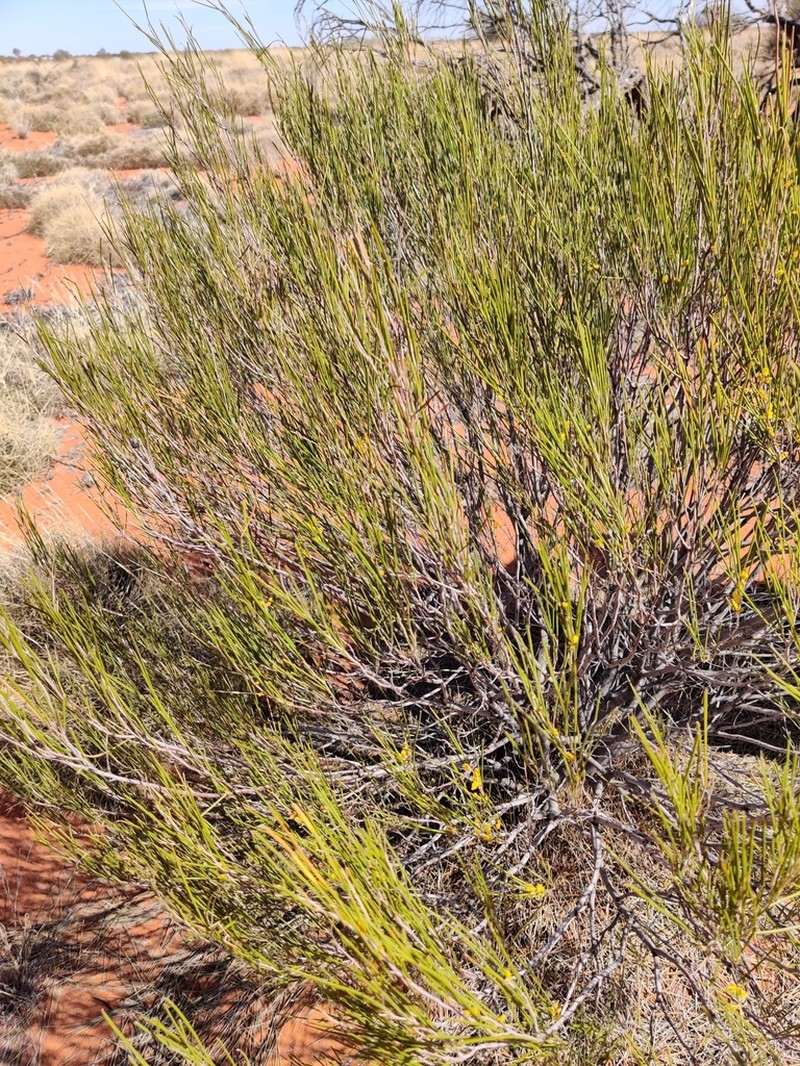 Acacia burkittii photo 6