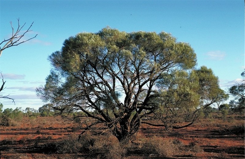 Acacia burkittii photo 7