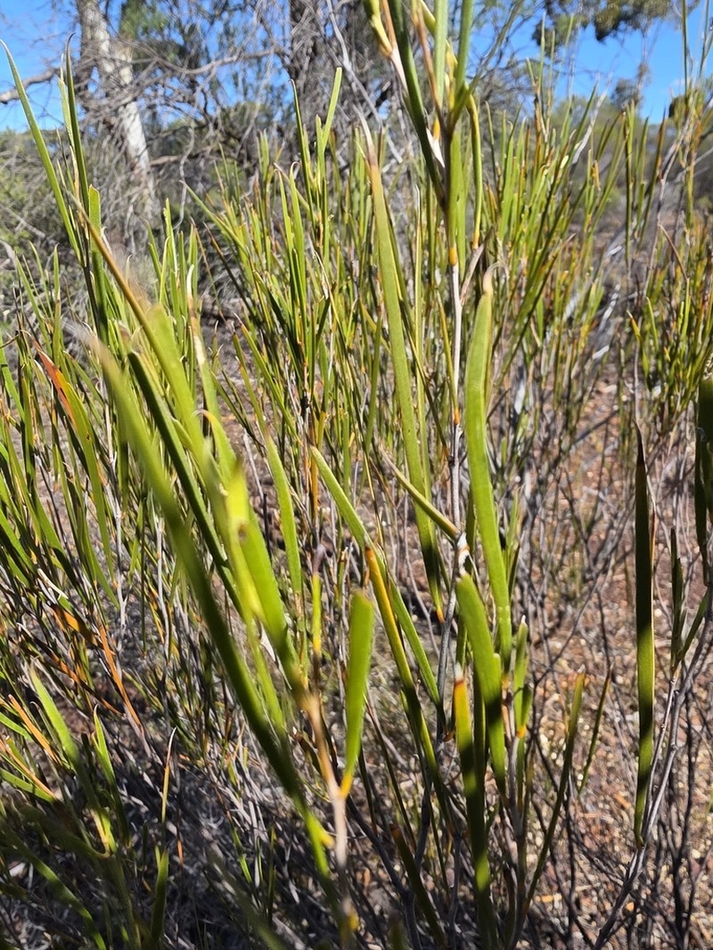 Acacia burkittii photo 8
