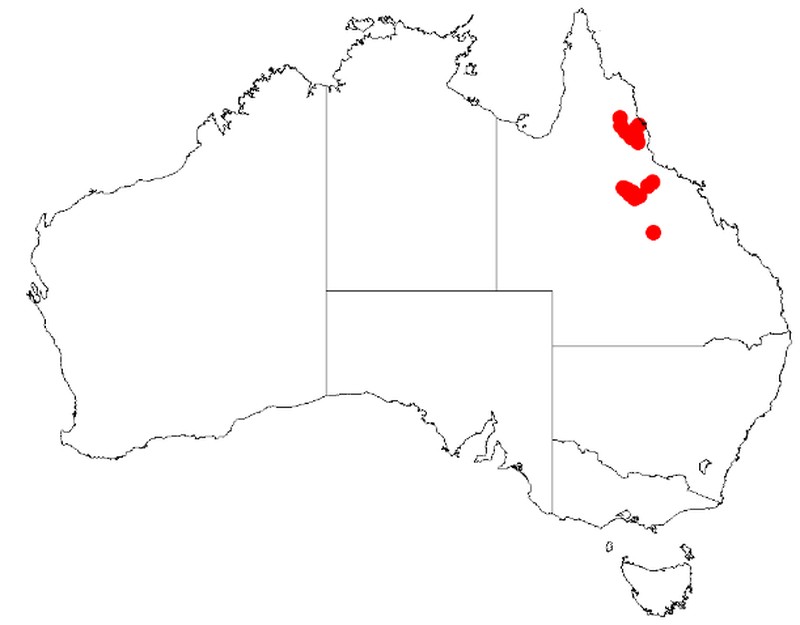 Acacia burrana