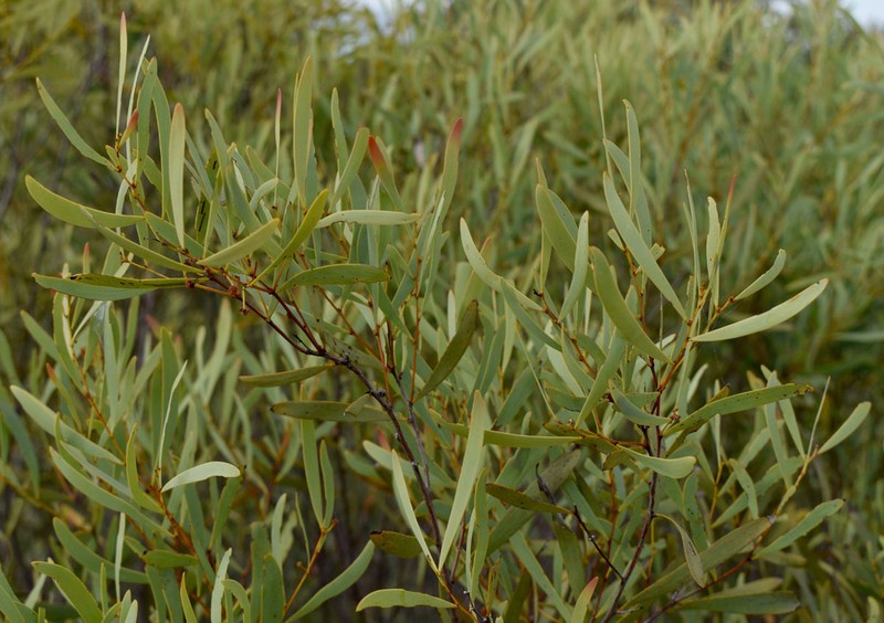 Acacia burrana photo 2