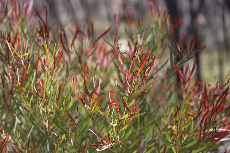 Acacia burrana photo 3