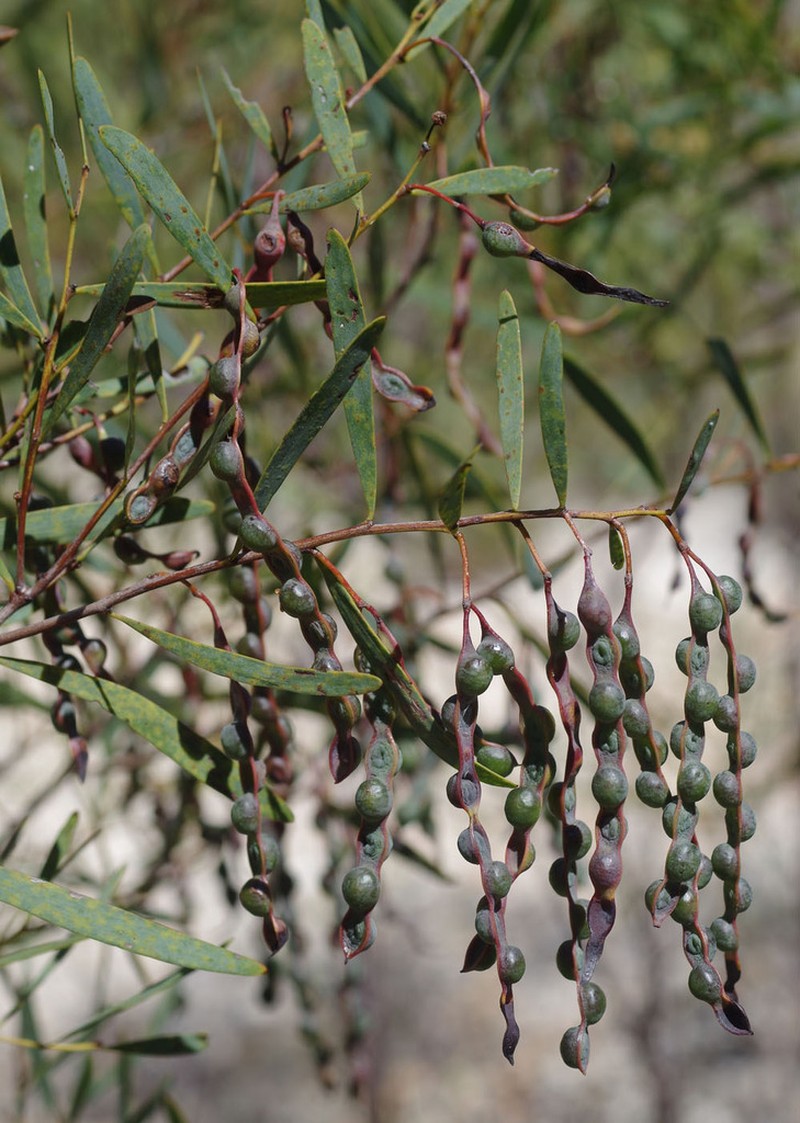 Acacia burrana photo 4