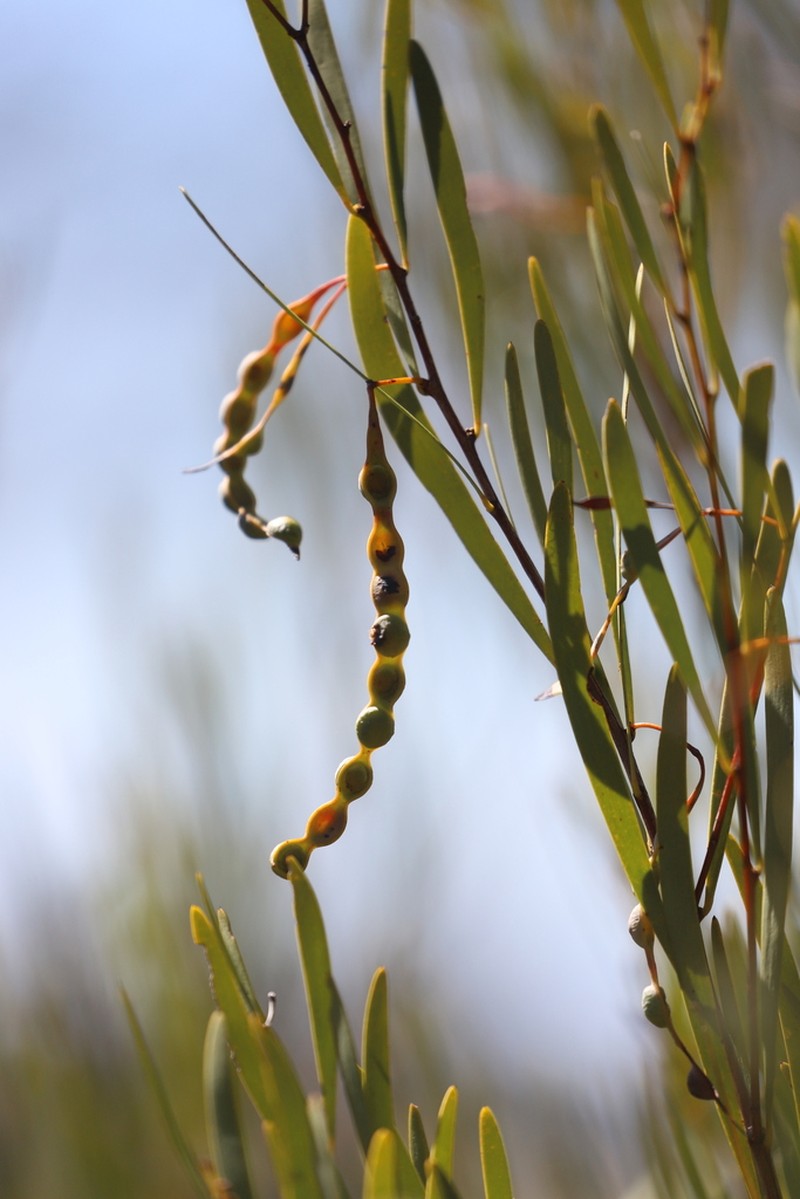 Acacia burrana photo 5