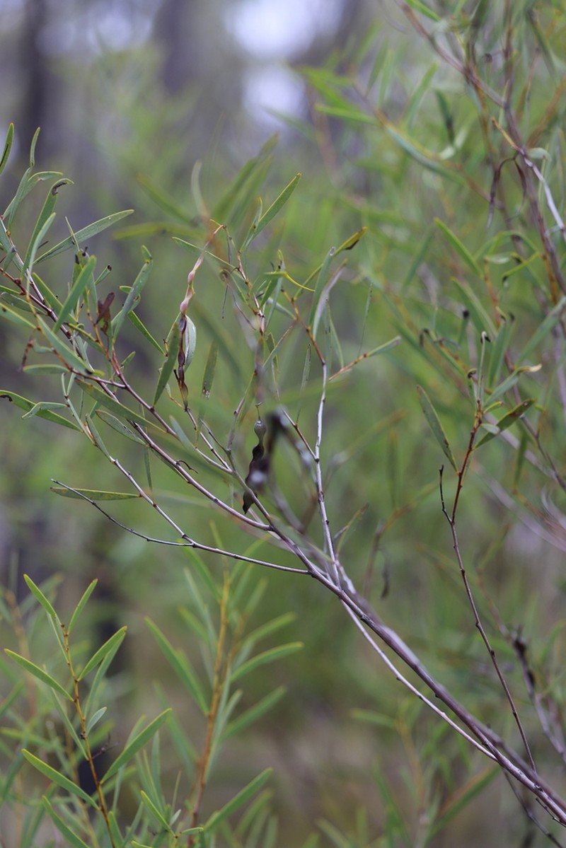 Acacia burrana photo 6