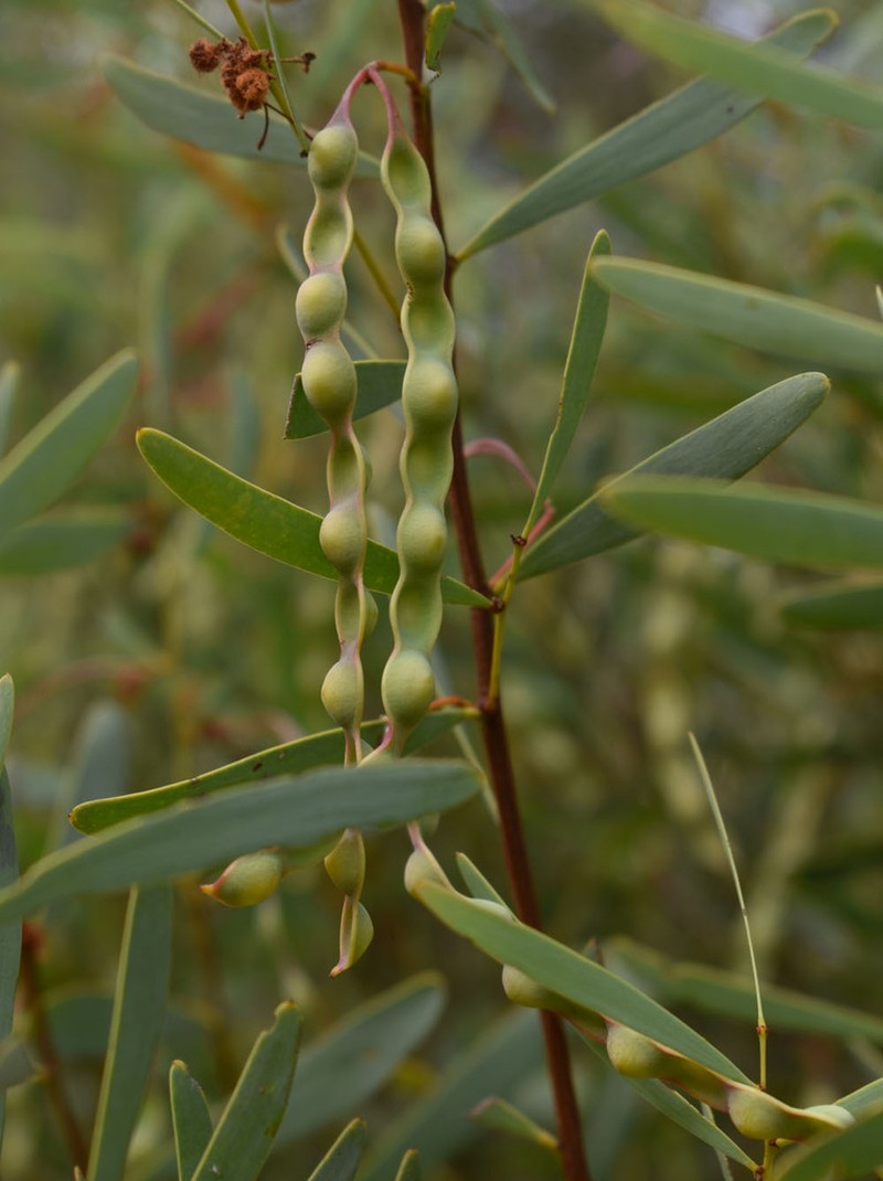 Acacia burrana photo 7