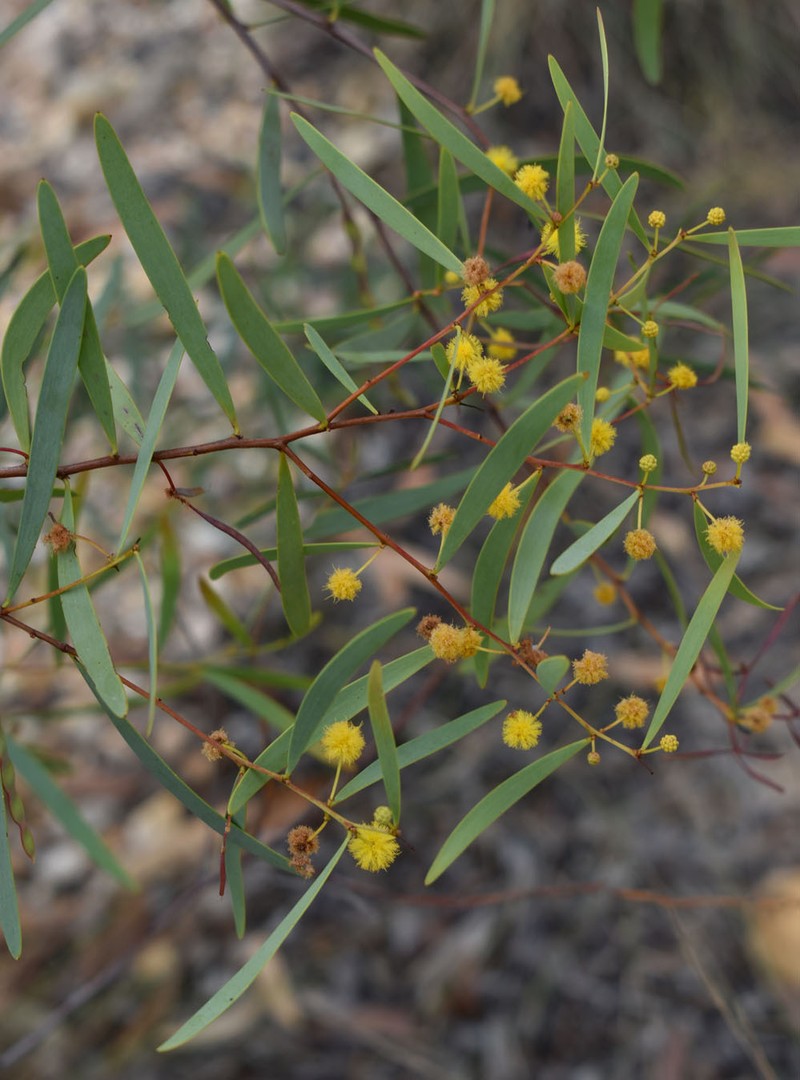 Acacia burrana photo 8