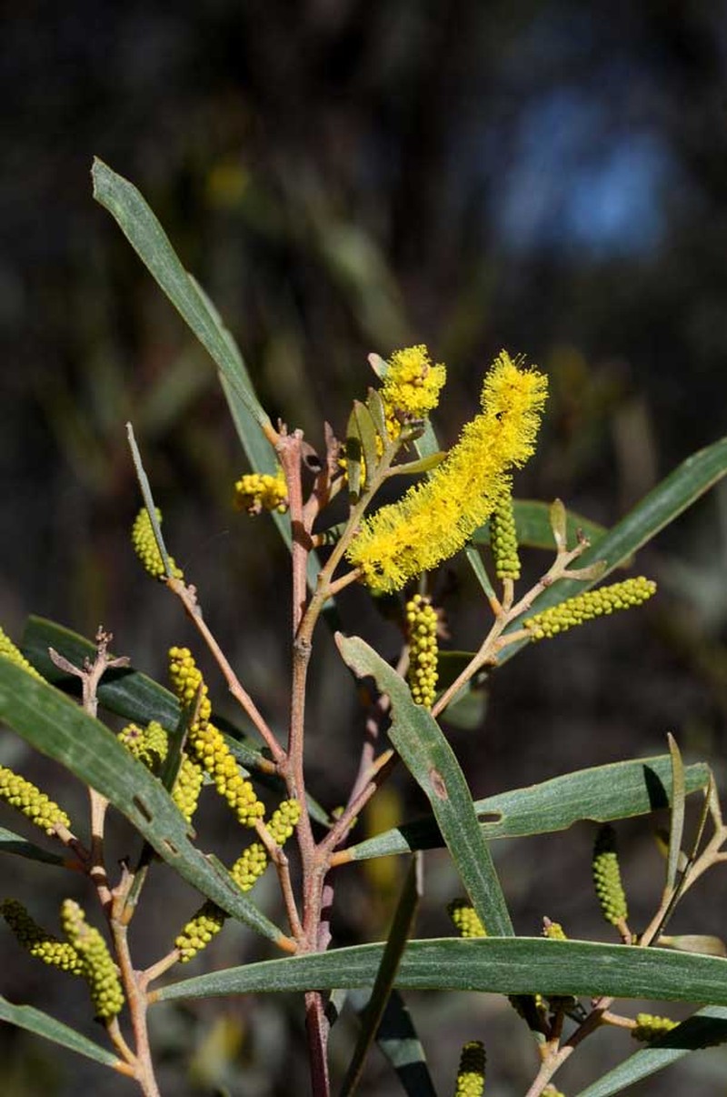 Acacia burrowii