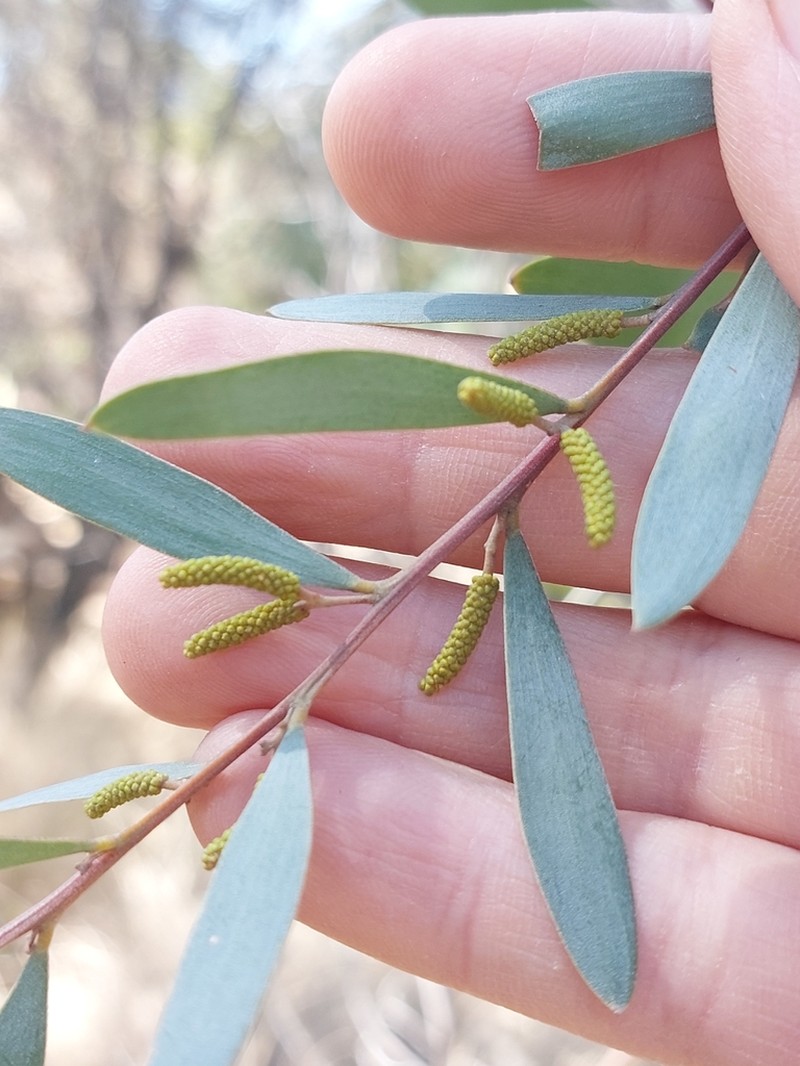 Acacia burrowii photo 2
