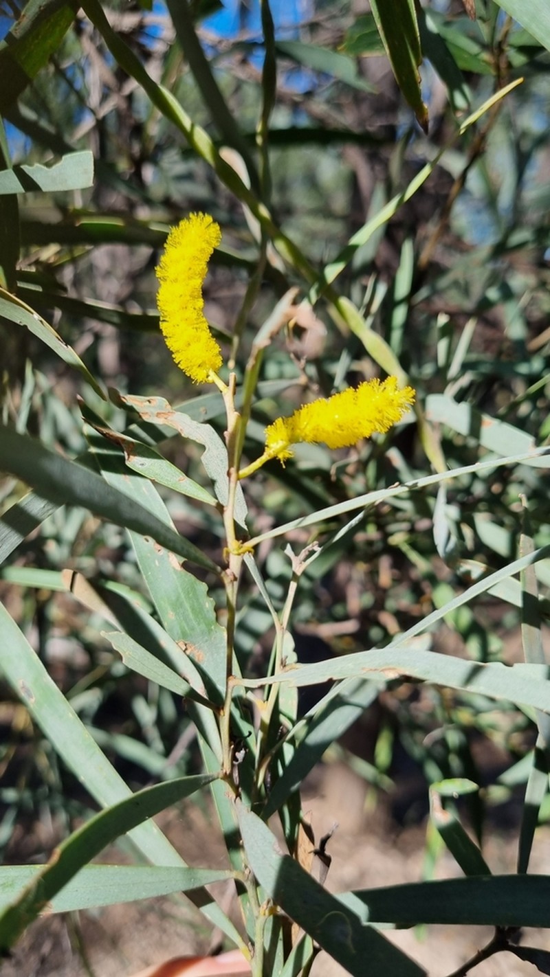 Acacia burrowii photo 3