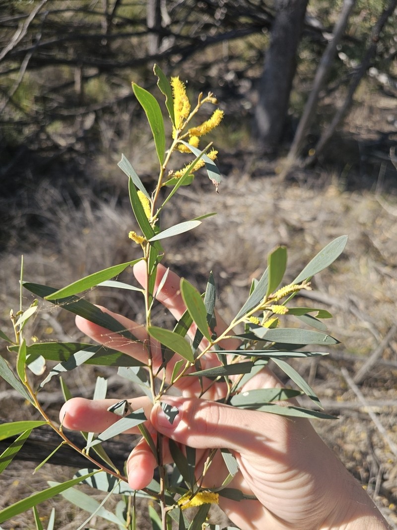 Acacia burrowii photo 4
