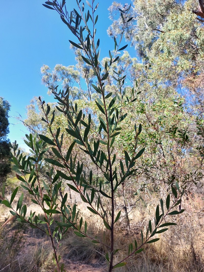 Acacia burrowii photo 5