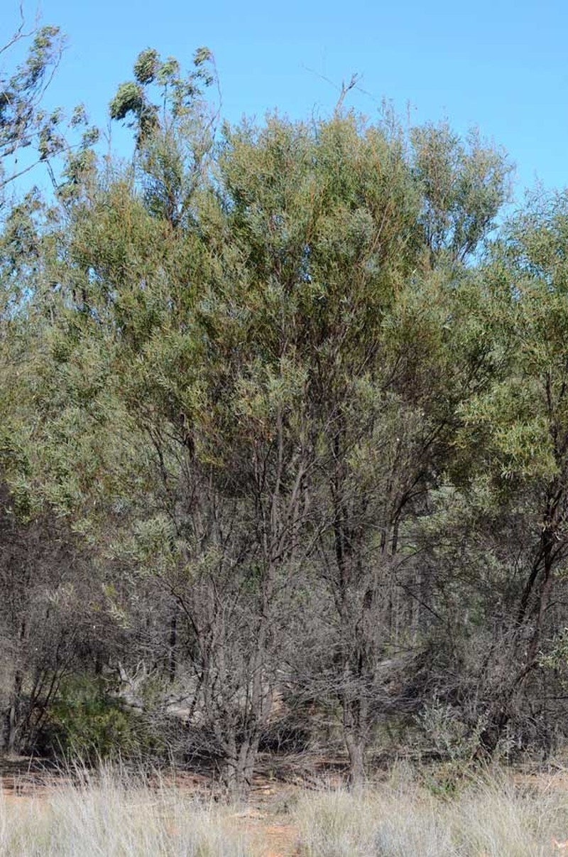 Acacia burrowii photo 6