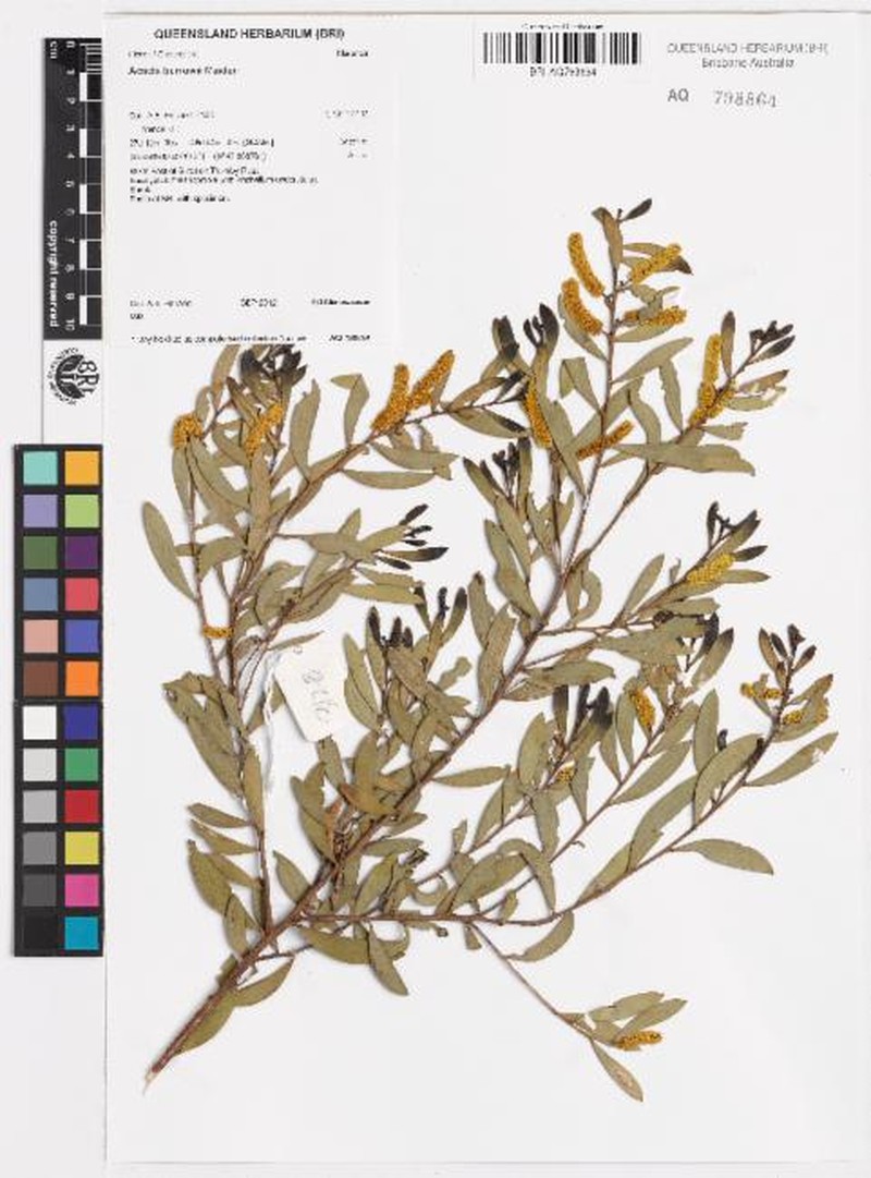 Acacia burrowii photo 7