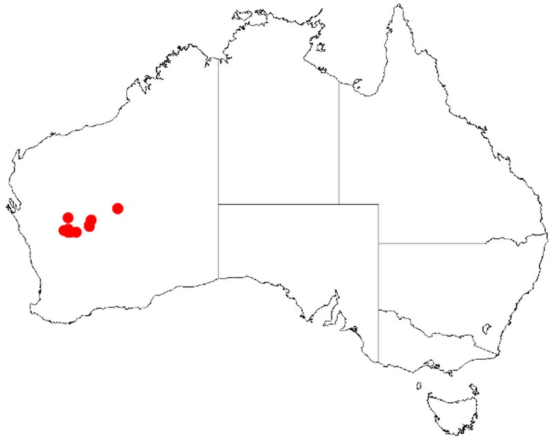 Acacia burrowsiana
