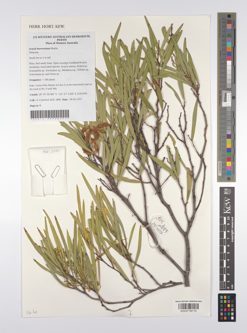 Acacia burrowsiana photo 2