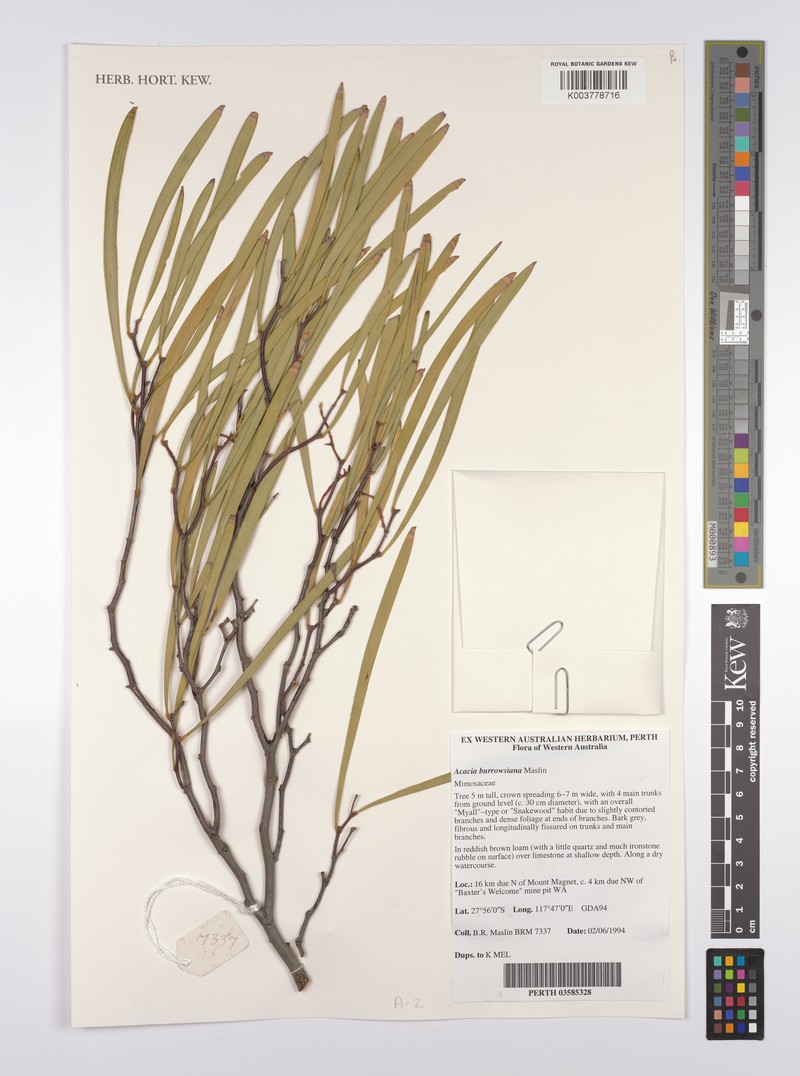 Acacia burrowsiana photo 3