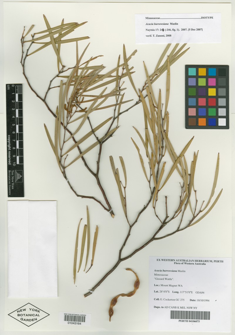 Acacia burrowsiana photo 4
