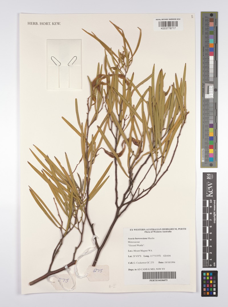 Acacia burrowsiana photo 5