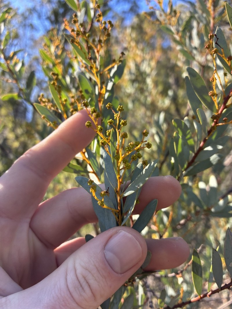 Acacia buifolia photo 3