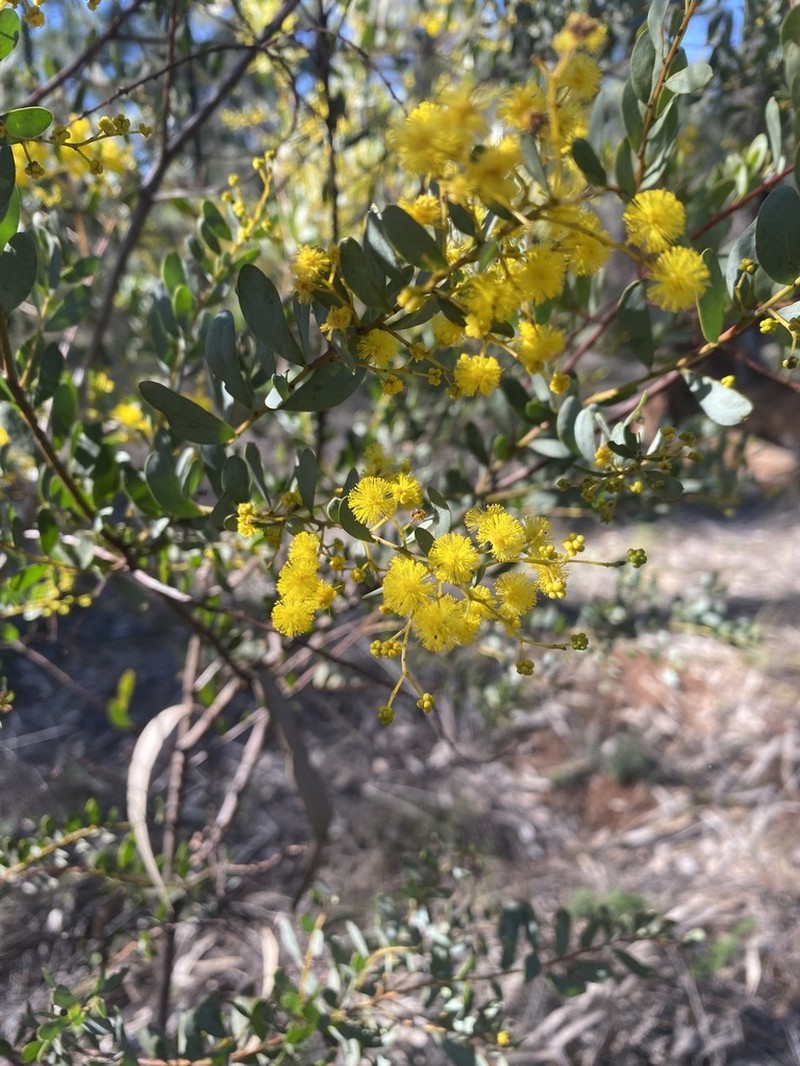 Acacia buifolia photo 4