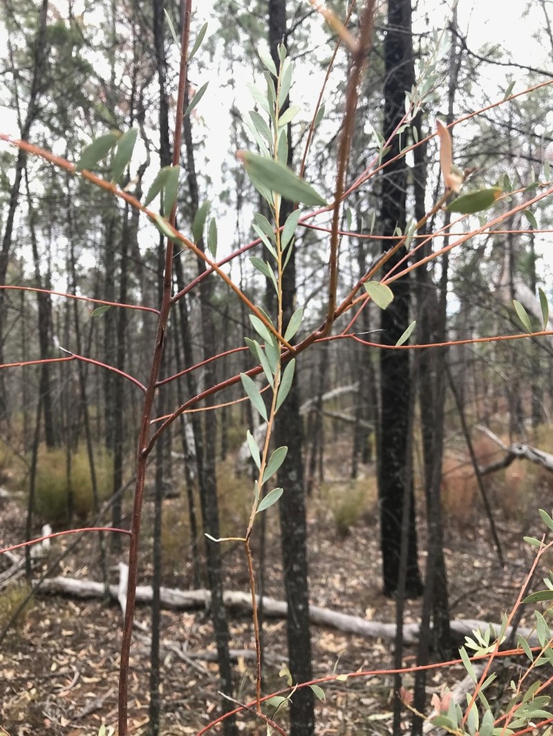 Acacia buifolia photo 5
