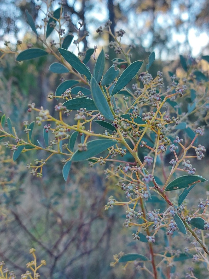Acacia buifolia photo 7