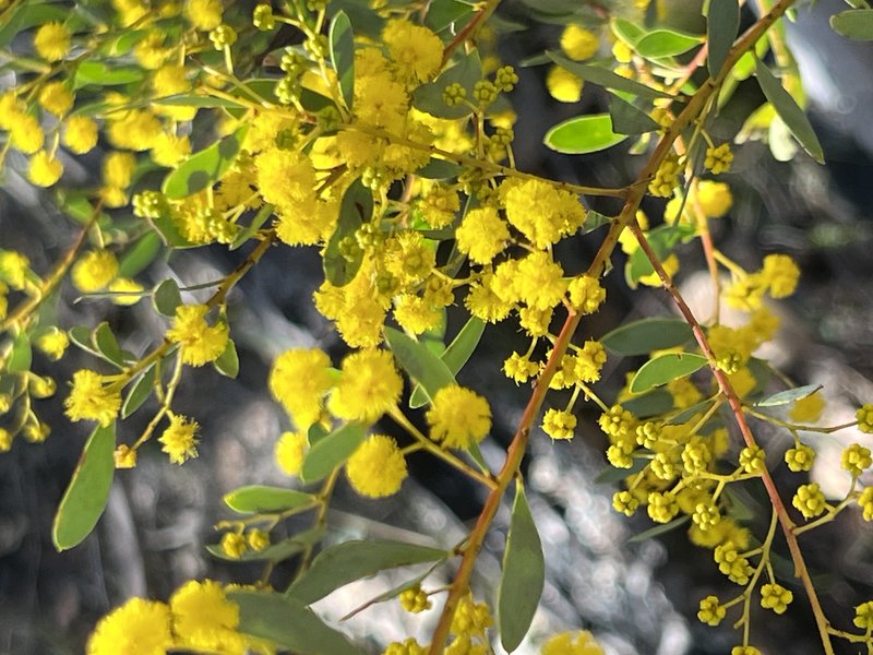 Acacia buifolia