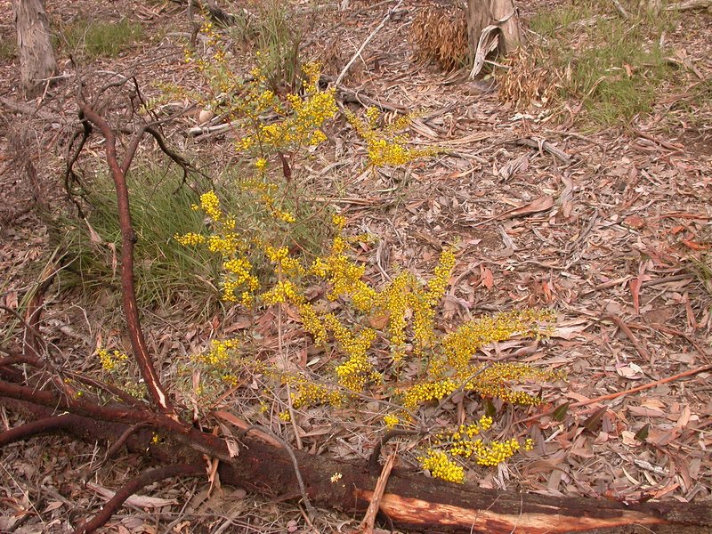 Acacia buifolia