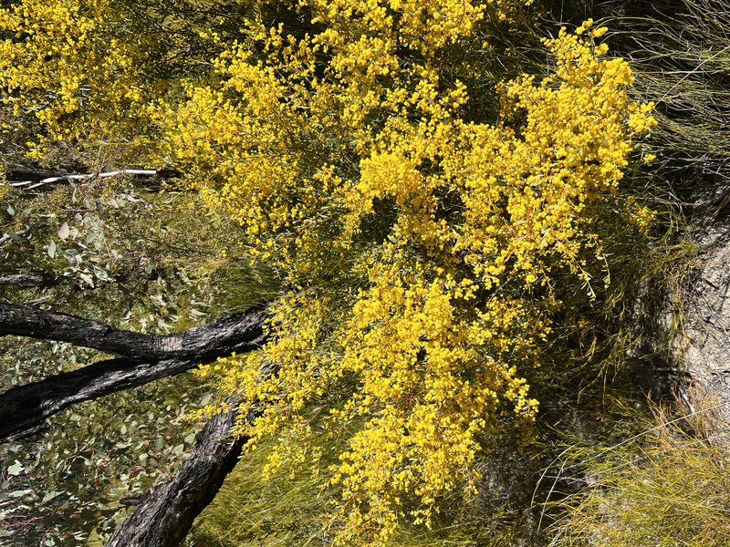 Acacia buifolia photo 2