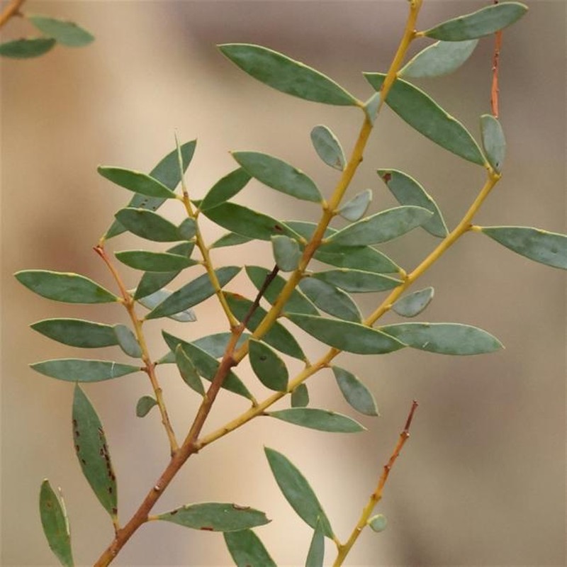 Acacia buxifolia subsp. buxifolia
