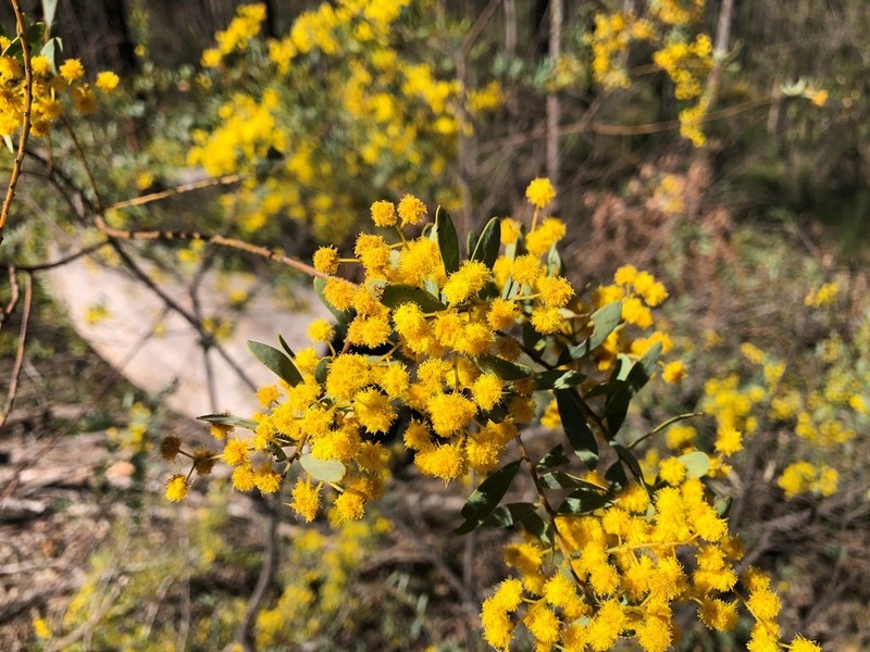 Acacia buxifolia subsp. pubiflora