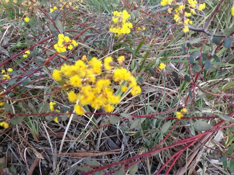 Acacia buxifolia subsp. pubiflora photo 2