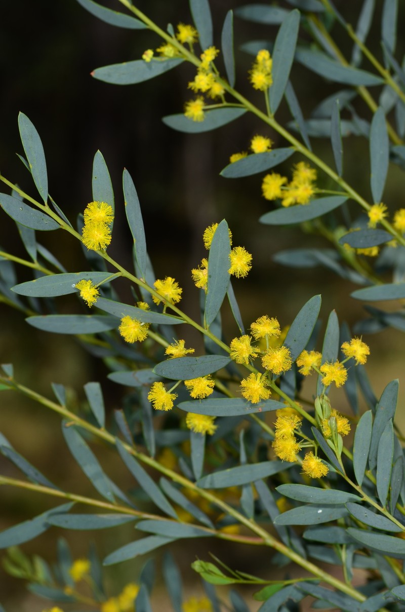 Acacia buxifolia subsp. pubiflora photo 3