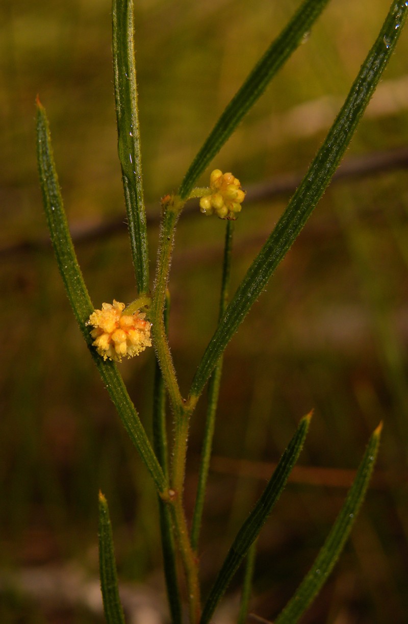 Acacia bynoeana