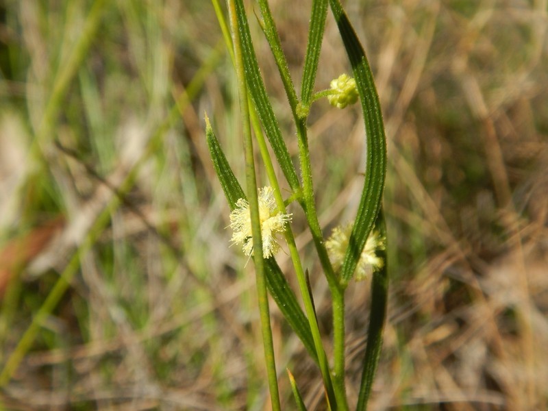 Acacia bynoeana photo 2