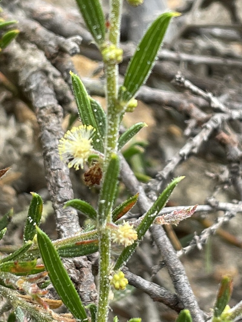 Acacia bynoeana photo 4