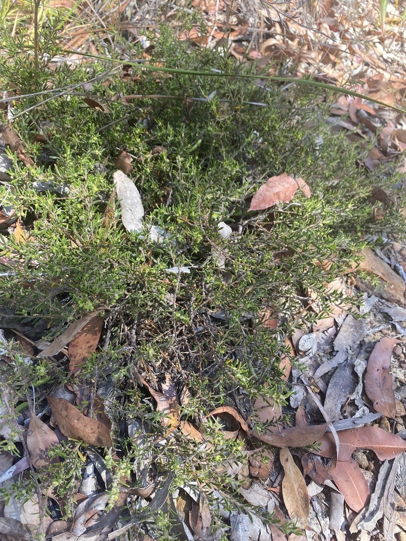 Acacia bynoeana photo 5
