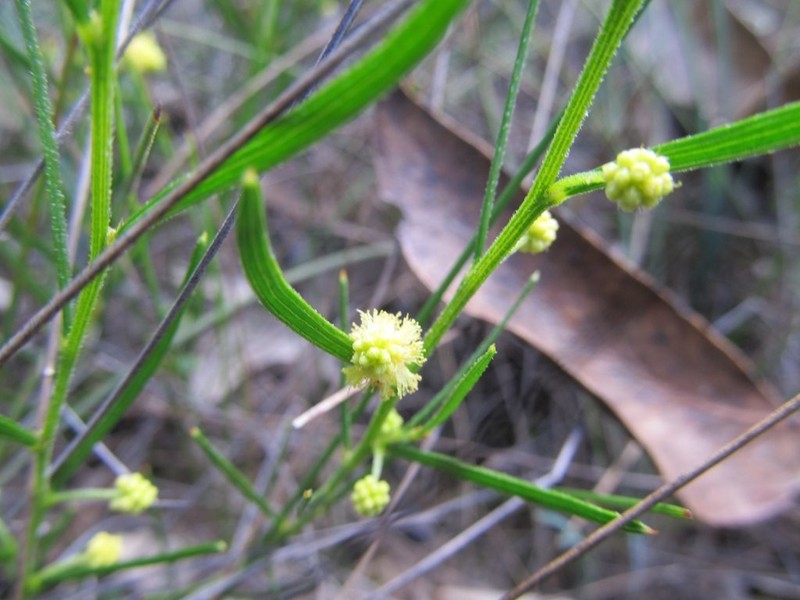 Acacia bynoeana photo 6
