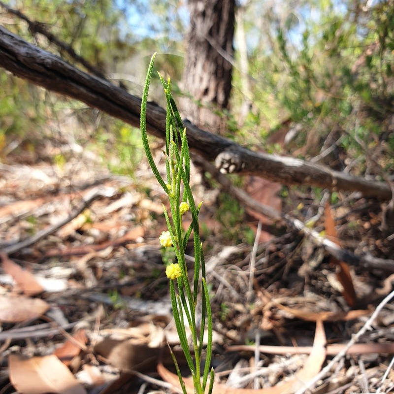 Acacia bynoeana photo 7
