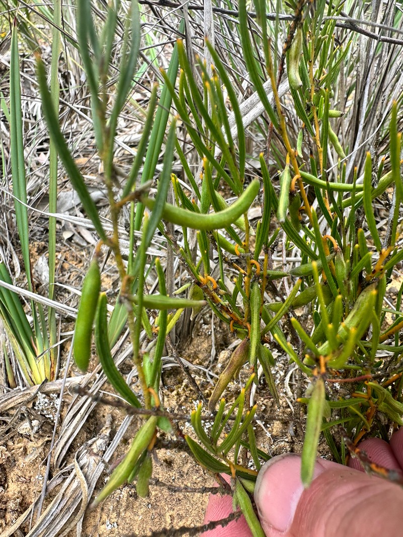 Acacia bynoeana photo 8