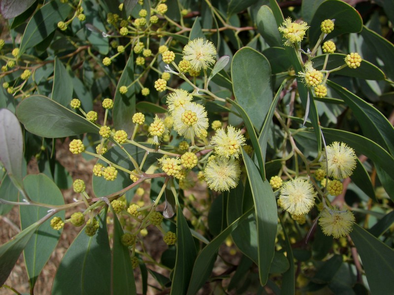 Acacia caerulescens