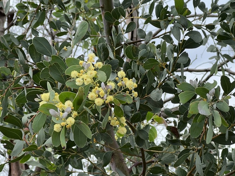 Acacia caerulescens photo 2