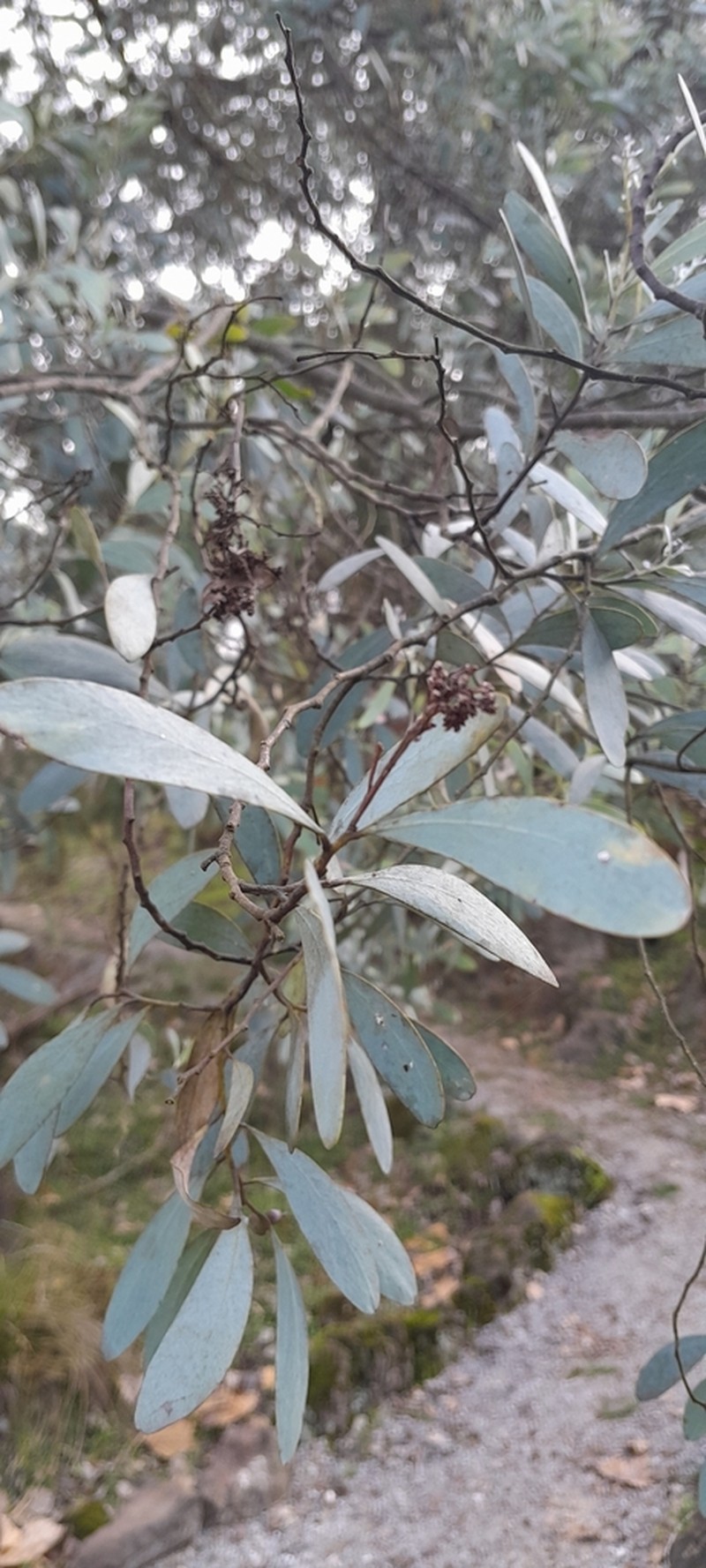 Acacia caerulescens photo 3