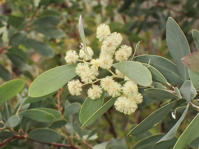 Acacia caerulescens photo 4