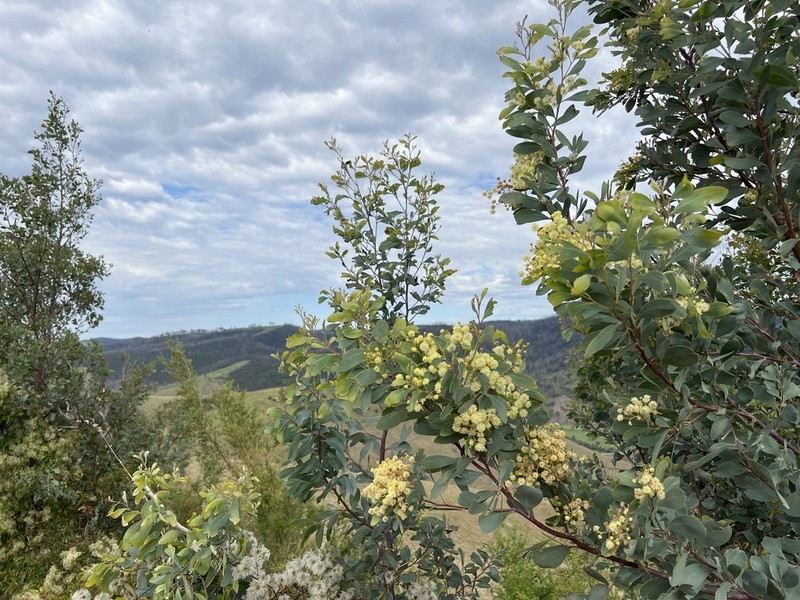 Acacia caerulescens photo 5