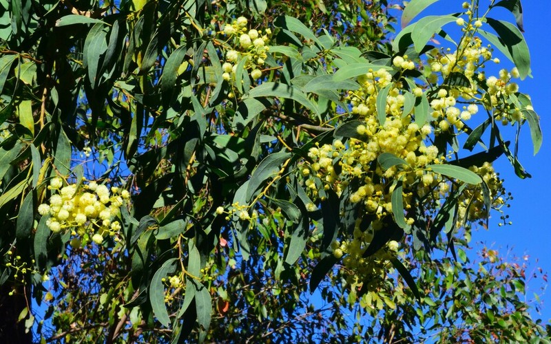Acacia caerulescens photo 6