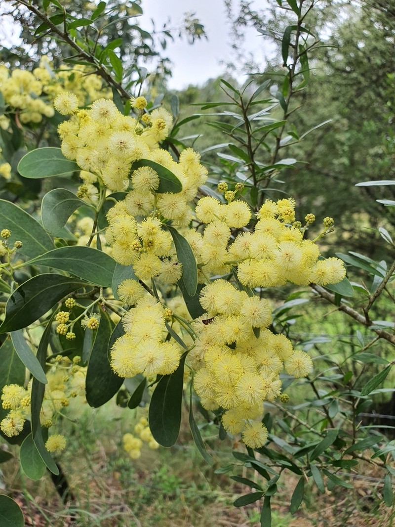 Acacia caerulescens photo 7